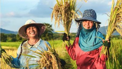 Swasembada Pangan Jadi Bukti Strategi Ketahanan Nasional Era Presiden Prabowo