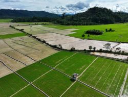 Swasembada Pangan Dipercepat, Daerah dan Dunia Usaha Tancap Gas