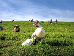 Tanpa Impor Beras, Indonesia Perkuat Swasembada Pangan dan Siap Pasok Dunia