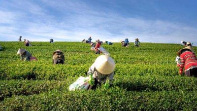 Tanpa Impor Beras, Indonesia Perkuat Swasembada Pangan dan Siap Pasok Dunia