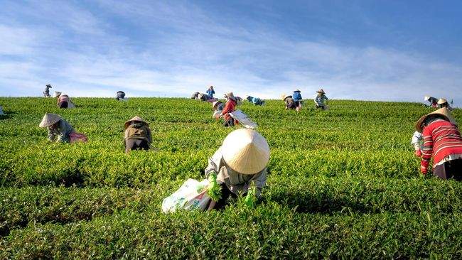 Stok beras Bulog sebagai cadangan beras pemerintah untuk menjaga swasembada pangan Indonesia