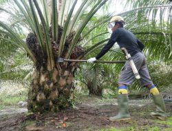 Komoditas Strategis Dorong Swasembada Energi