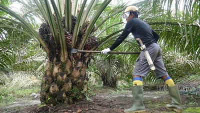 Komoditas Strategis Dorong Swasembada Energi