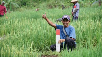 warga memasang patok batas tanah di kampung halaman saat mudik lebaran