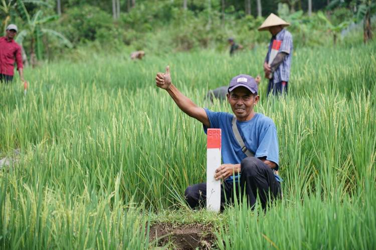 warga memasang patok batas tanah di kampung halaman saat mudik lebaran
