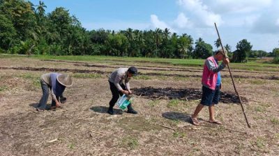Polres Bengkulu Selatan Tanam Jagung, Dukung Ketahanan Pangan