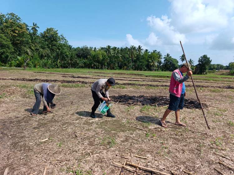 Bhabinkamtibmas Polsek Kota Manna bersama perangkat desa dan warga menanam jagung di lahan pertanian Desa Batu Kuning, Bengkulu Selatan.
