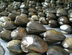 Bapperida Siapkan Riset Budidaya Lokan Mukomuko