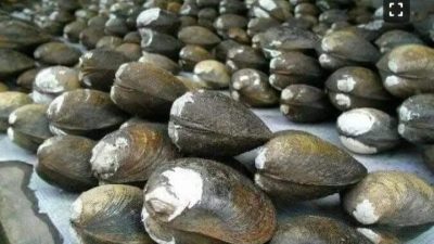 Kerang sungai khas daerah yang menjadi ikon kuliner dan identitas Mukomuko.