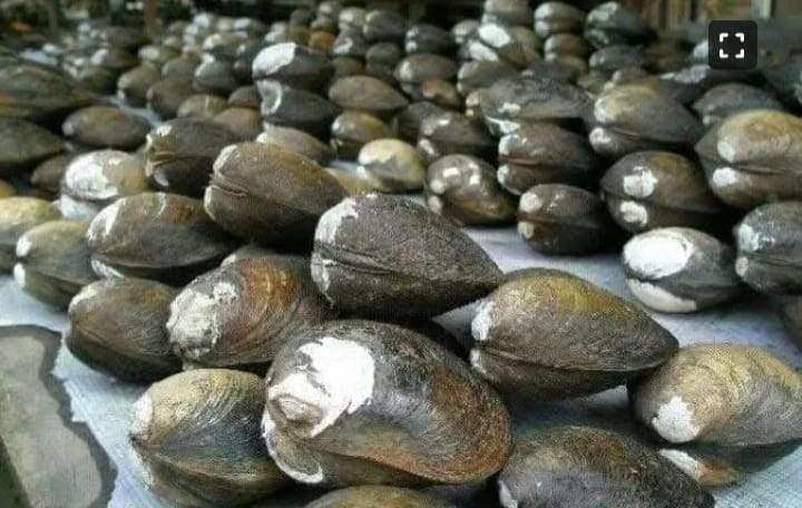Kerang sungai khas daerah yang menjadi ikon kuliner dan identitas Mukomuko.