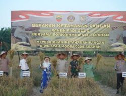 Bupati Asahan Hadiri Panen Perdana Padi Gogo Kodim 0208/As