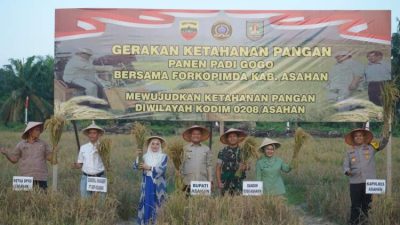Bupati Asahan dan Forkopimda mengikuti panen perdana padi gogo Kodim 0208 Asahan di lahan Makodim Kisaran Barat.