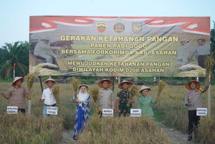 Bupati Asahan dan Forkopimda mengikuti panen perdana padi gogo Kodim 0208 Asahan di lahan Makodim Kisaran Barat.