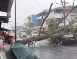 Pohon Tumbang Hantam Mobil di Pasar Atas Curup