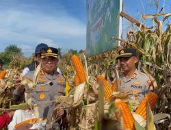 Panen Raya Jagung Kuartal I Hasilkan 5 Ton, Polresta Bengkulu Perkuat Ketahanan Pangan