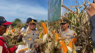Panen Raya Jagung Kuartal I Hasilkan 5 Ton, Polresta Bengkulu Perkuat Ketahanan Pangan