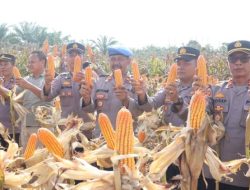 Panen 25 Ton Jagung, Polres Bengkulu Selatan Dukung Swasembada Pangan