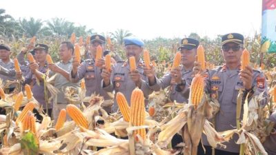 Kapolres Bengkulu Selatan Awilzan bersama petani saat panen raya jagung dengan hasil hingga 25 ton di Desa Anggut