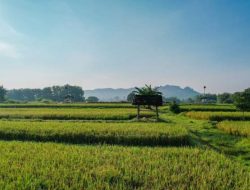 Nusron Perkuat Lahan Sawah, Kejar Swasembada Pangan