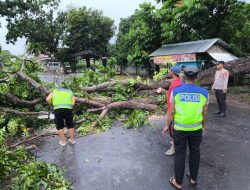 Pohon Tumbang Tutup Jalan, Polresta dan Warga Bergerak Cepat