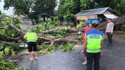 Petugas polisi dan warga membersihkan pohon tumbang yang menutup jalan di Bengkulu akibat angin kencang