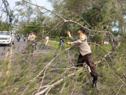 Pohon Tumbang Tutup Jalan Wisata Bengkulu, Polisi Gerak Cepat