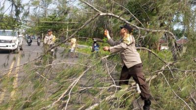 Petugas kepolisian mengevakuasi pohon tumbang yang menutup Jalan Pariwisata Kota Bengkulu sambil mengatur arus lalu lintas.