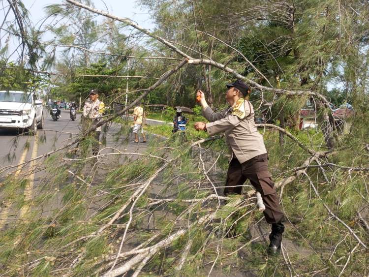 Petugas kepolisian mengevakuasi pohon tumbang yang menutup Jalan Pariwisata Kota Bengkulu sambil mengatur arus lalu lintas.