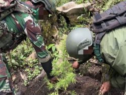 Satgas Cartenz Temukan Ladang Ganja di Papua