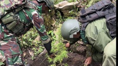 Satgas Cartenz Temukan Ladang Ganja di Papua
