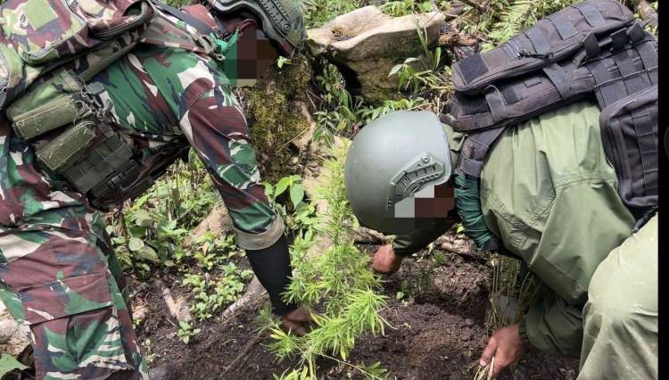 Petugas gabungan TNI Polri menemukan ladang ganja di wilayah Pegunungan Bintang Papua saat patroli
