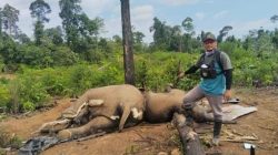 Kapolda Bengkulu Selidiki Kematian Dua Gajah